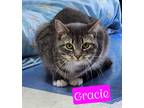Adopt Gracie a Domestic Shorthair / Mixed (short coat) cat in Jim Thorpe