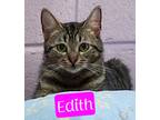 Adopt Edith a Domestic Shorthair / Mixed (short coat) cat in Jim Thorpe