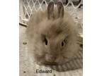 Adopt Edward a Lionhead rabbit in Mattawan, MI (39588778)