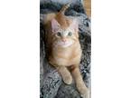 Adopt Ginger boy a Orange or Red (Mostly) Domestic Shorthair / Mixed (short