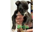 Adopt Evita a Labrador Retriever / Mixed dog in St. Francisville, LA (41127405)