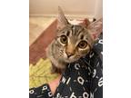 Adopt Olivia a Domestic Shorthair / Mixed (short coat) cat in Valley Park