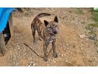Adopt Duke(G) a Brindle Shiba Inu / Jindo / Mixed dog in Torrance, CA (38551374)