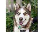 Adopt FRANKIE a Red/Golden/Orange/Chestnut - with White Husky / Mixed dog in