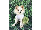 Adopt Pearl a White - with Tan, Yellow or Fawn Pomeranian / Mixed dog in Rancho