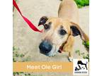 Adopt Ole Girl a Merle Australian Cattle Dog / Blue Heeler / Mixed dog in