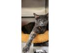 Adopt Foggy a Gray or Blue Domestic Shorthair / Domestic Shorthair / Mixed cat