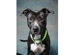 Adopt Ella a Black American Pit Bull Terrier / Mixed dog in Atlanta