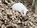 Adopt JUDY a Hamster (medium coat) small animal in Tustin, CA (41138633)
