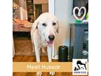 Adopt Hussar a White - with Tan, Yellow or Fawn Great Pyrenees / Mixed dog in