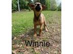 Adopt Winnie a Tan/Yellow/Fawn - with Black German Shepherd Dog / Mixed dog in
