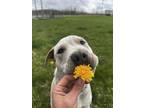 Adopt Nugget a Tan/Yellow/Fawn American Pit Bull Terrier / Mixed dog in