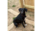Adopt Gabriel a Black Labrador Retriever / Mixed dog in Medfield, MA (41143827)