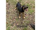 Adopt Marlow a Black - with Tan, Yellow or Fawn German Shepherd Dog / Mixed dog