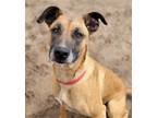 Adopt Raelynn a Tan/Yellow/Fawn - with Black Belgian Malinois / Mixed dog in