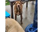 Adopt Duggie a Brown/Chocolate - with White Mutt / Mixed dog in Indianapolis