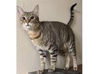 Adopt Beanpole a Brown Tabby Domestic Shorthair / Mixed (short coat) cat in DFW
