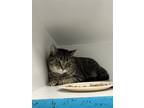 Adopt Tabatha a Brown Tabby Domestic Shorthair / Mixed cat in Pittsburgh