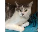 Adopt Peter a Gray or Blue Domestic Shorthair (short coat) cat in Victor