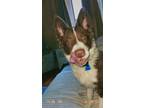 Adopt Rocket a Brown/Chocolate - with White Border Collie / Mixed dog in Bronx