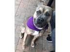 Adopt Grizzly a Brown/Chocolate American Pit Bull Terrier / Mixed Breed (Medium)