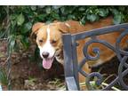 Adopt Maybell a Red/Golden/Orange/Chestnut - with White Collie / Mixed dog in