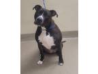 Adopt Peach a Black - with White American Pit Bull Terrier / Mixed dog in