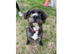 Adopt Lucky... a Poodle (Standard) / Schnauzer (Standard) / Mixed dog in New