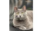 Adopt Judy a Gray or Blue Domestic Shorthair / Mixed cat in Pittsburgh