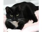 Adopt Emerald a Black & White or Tuxedo Domestic Mediumhair / Mixed cat in Thief