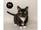 Adopt MARCO (Inquisitive and Brave) a Black & White or Tuxedo Domestic Shorthair