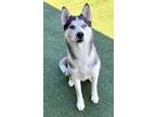 Adopt Cy a Gray/Blue/Silver/Salt & Pepper Husky / Mixed dog in North Richland
