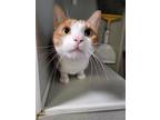 Adopt Albie a Tan or Fawn Domestic Shorthair / Mixed Breed (Medium) / Mixed