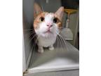 Adopt Albie a Tan or Fawn Domestic Shorthair / Domestic Shorthair / Mixed cat in