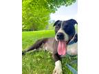 Adopt Cooper a Mixed Breed (Medium) / Mixed dog in Hyde Park, NY (39590260)