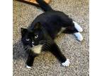 Adopt Neko a Black & White or Tuxedo Domestic Shorthair (short coat) cat in