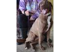 Adopt Keanu a Brown/Chocolate Husky / Mixed dog in LaHarpe, KS (36982169)