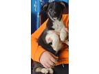 Adopt Reese a Black German Shepherd Dog / Jack Russell Terrier / Mixed (short