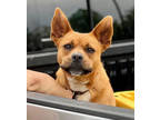 Adopt Wednesday a Red/Golden/Orange/Chestnut Mixed Breed (Medium) / Mixed dog in