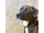 Adopt Cervidae a Brindle Hound (Unknown Type) / Mixed dog in Lihue