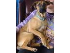 Adopt Arabella a Brown/Chocolate Shepherd (Unknown Type) / Mixed dog in LaHarpe