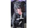 Adopt Briggs a Black Labrador Retriever / Mixed dog in LaHarpe, KS (41081028)