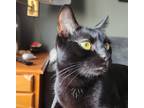 Adopt Venus a Domestic Shorthair / Mixed cat in Raleigh, NC (41136886)