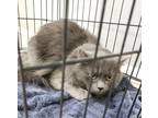 Adopt Covu a Gray or Blue Domestic Mediumhair cat in Kingman, AZ (41142031)