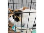 Adopt Disney a Calico or Dilute Calico Domestic Longhair cat in Kingman