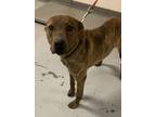 Adopt 55648088 a Brindle American Pit Bull Terrier / Mixed Breed (Medium) /