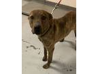 Adopt 55648088 a Brindle American Pit Bull Terrier / Mixed dog in Los Lunas