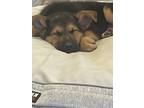 Adopt Happy a Black Mixed Breed (Large) / Mixed dog in Saskatoon, SK (40646477)