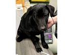 Adopt Toby a Black Labrador Retriever / Mixed Breed (Medium) / Mixed (short