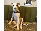 Adopt Cliff a White - with Brown or Chocolate Bull Terrier / Mixed dog in